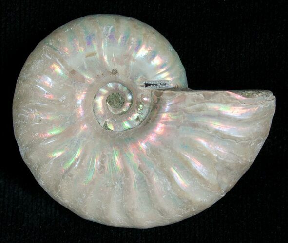 Silver Iridescent Ammonite - Madagascar #5345